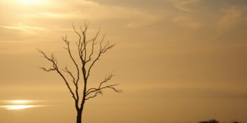 why morning light feels like hope